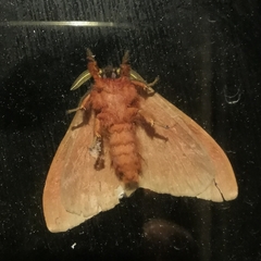 Hemileucinae