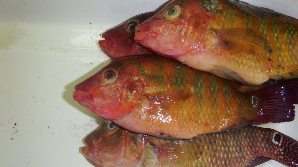 Red terror cichlid (Mesoheros festae) — Cichlidae