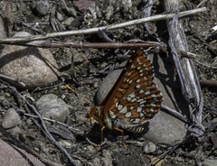 Euphydryas colon