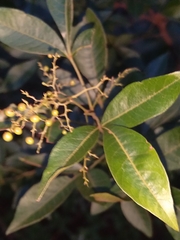 Searsia zeyheri