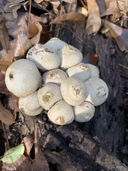 Apioperdon