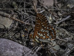 Euphydryas colon