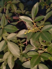 Searsia zeyheri