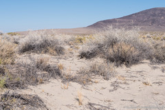 Tetradymia tetrameres
