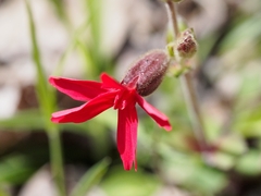 Silene virginica