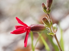 Silene virginica