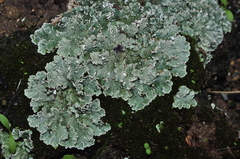 Squamarina cartilaginea