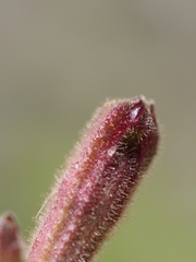 Silene virginica
