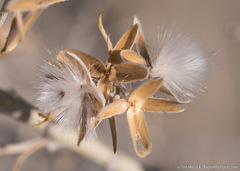 Tetradymia tetrameres