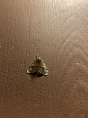 Operophtera occidentalis