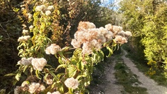 Eupatorium cannabinum