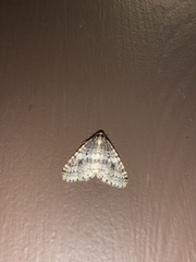 Operophtera occidentalis