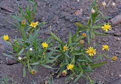 Senecio madagascariensis