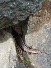 Chalcides coeruleopunctatus
