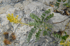 Sophora tomentosa