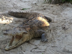 Crocodylus
