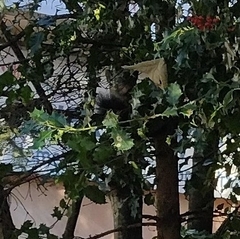 Sciurus carolinensis