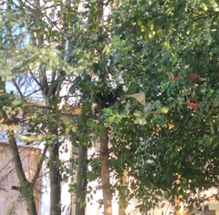 Sciurus carolinensis