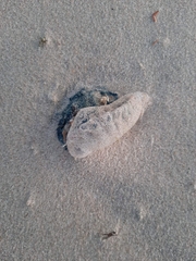 Physalia physalis