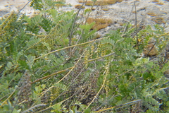 Sophora tomentosa