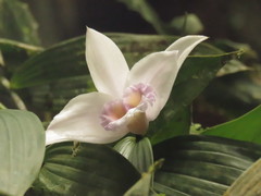 Sobralia decora