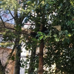 Sciurus carolinensis