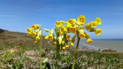 Primula veris