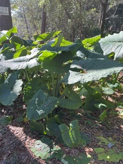 Xanthosoma
