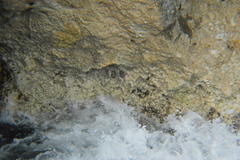 Acanthopleura granulata