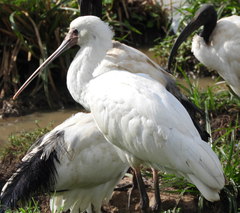 Threskiornis aethiopicus