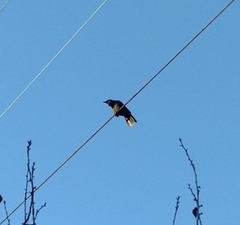 Corvus brachyrhynchos