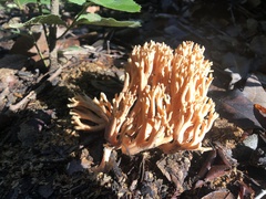 Ramaria formosa