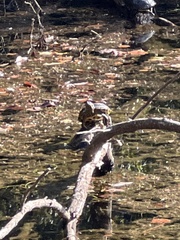 Trachemys scripta elegans