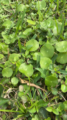 Hydrocotyle umbellata