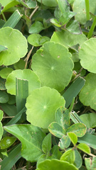 Hydrocotyle umbellata