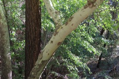 Platanus wrightii