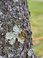 Teloschistes chrysophthalmus