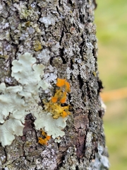 Teloschistes chrysophthalmus