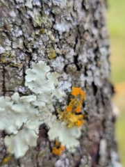 Teloschistes chrysophthalmus