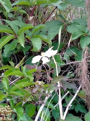 Clematis montana
