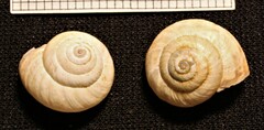 Cernuella aginnica