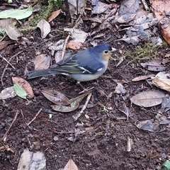 Fringilla coelebs canariensis