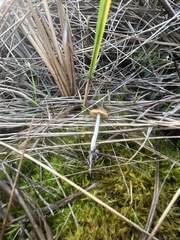 Psilocybe azurescens