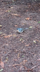 Fringilla coelebs canariensis