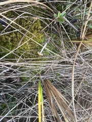 Psilocybe azurescens