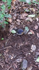Fringilla coelebs canariensis