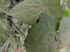 Diabrotica speciosa