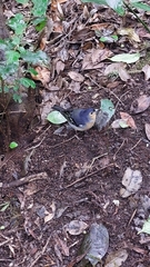 Fringilla coelebs canariensis