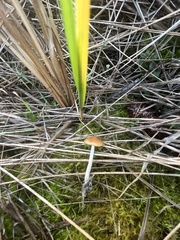 Psilocybe azurescens