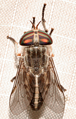 Tabanus lineola
